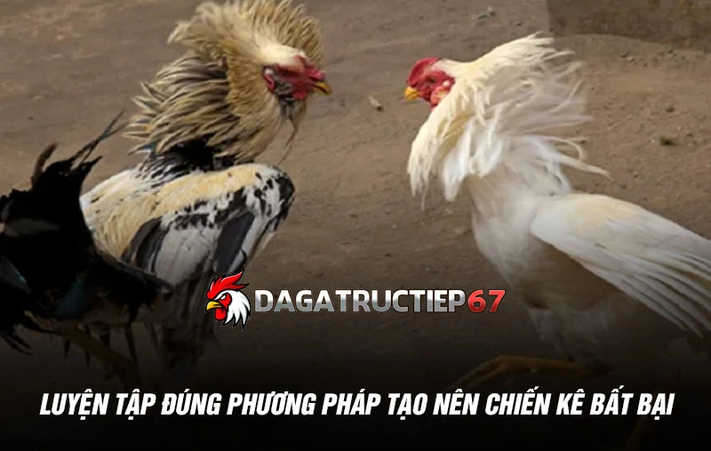 Luyện tập đúng phương pháp là chìa khóa tạo nên chiến kê bất bại