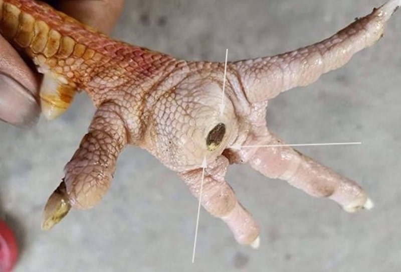 Để quá trình điều trị ké gà đá nhanh lành, anh em nên bổ sung thêm nhiều dưỡng chất cho chiến kê