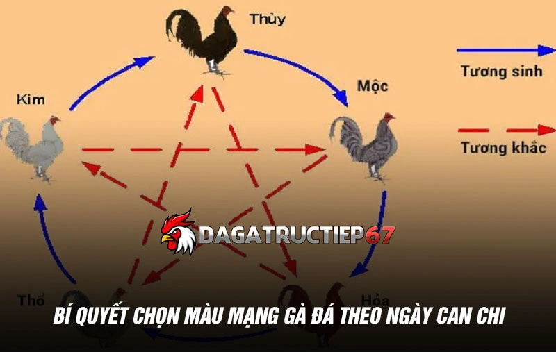 Bí quyết chọn màu mạng gà đá theo ngày Can Chi