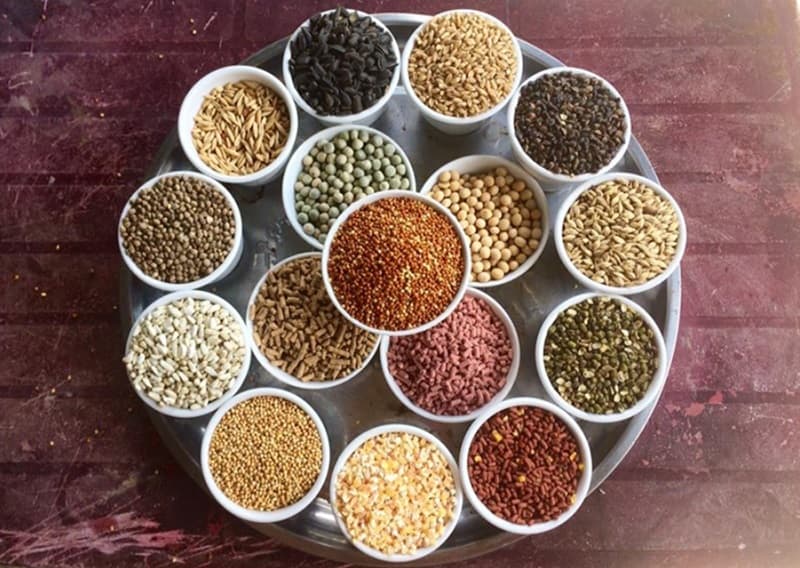 Trộn ngũ cốc cho gà đá cần đáp ứng đúng tỷ lệ để phát huy tốt nhất hiệu quả