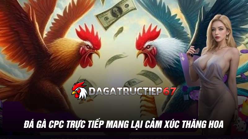 Đá gà CPC trực tiếp mang lại cảm xúc thăng hoa