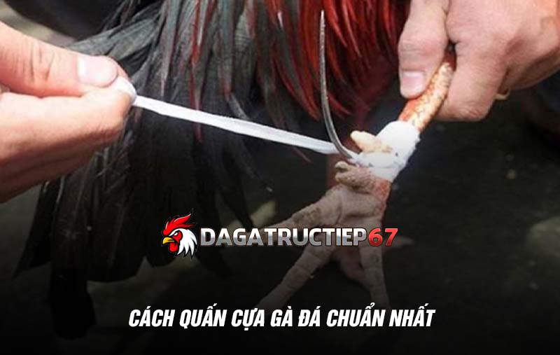 Cách quấn cựa gà đá chuẩn nhất