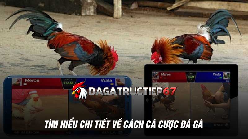 Tìm hiểu chi tiết về cách cá cược đá gà