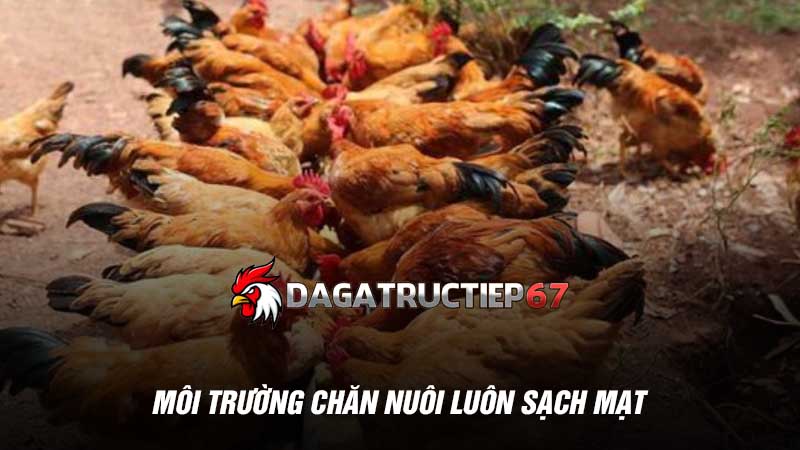 Môi trường chăn nuôi luôn sạch mạt